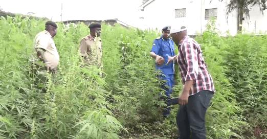 Kikuyu: Polisi wavamia shamba la bangi nusu ekari linalomilikiwa na Waburundi
