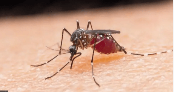 Misri yatokomeza ugonjwa wa malaria - Shirika la Afya Duniani